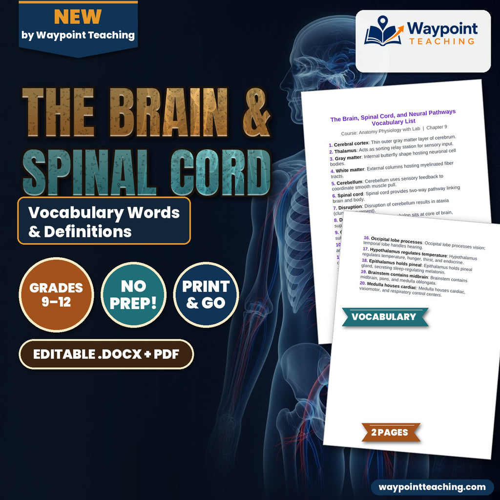 The Brain & Spinal Cord Vocabulary Words & Definitions cover
