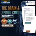 The Brain & Spinal Cord Vocabulary Words & Definitions cover