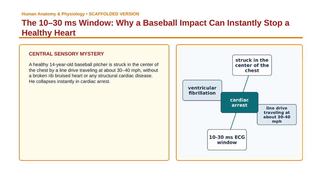 The Cardiovascular System Scaffolded Phenomena-Based Lesson: The 10–30 ms Window: Why a Baseball Impact Can Instantly Stop a Healthy Heart Presentation sample page