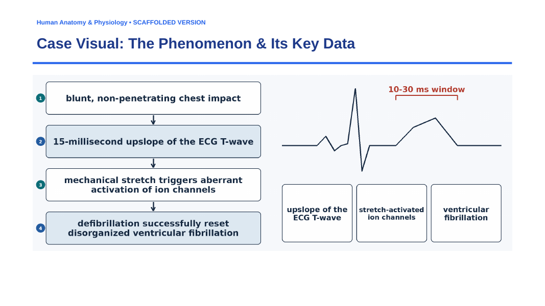The Cardiovascular System Scaffolded Phenomena-Based Lesson: The 10–30 ms Window: Why a Baseball Impact Can Instantly Stop a Healthy Heart Presentation sample page