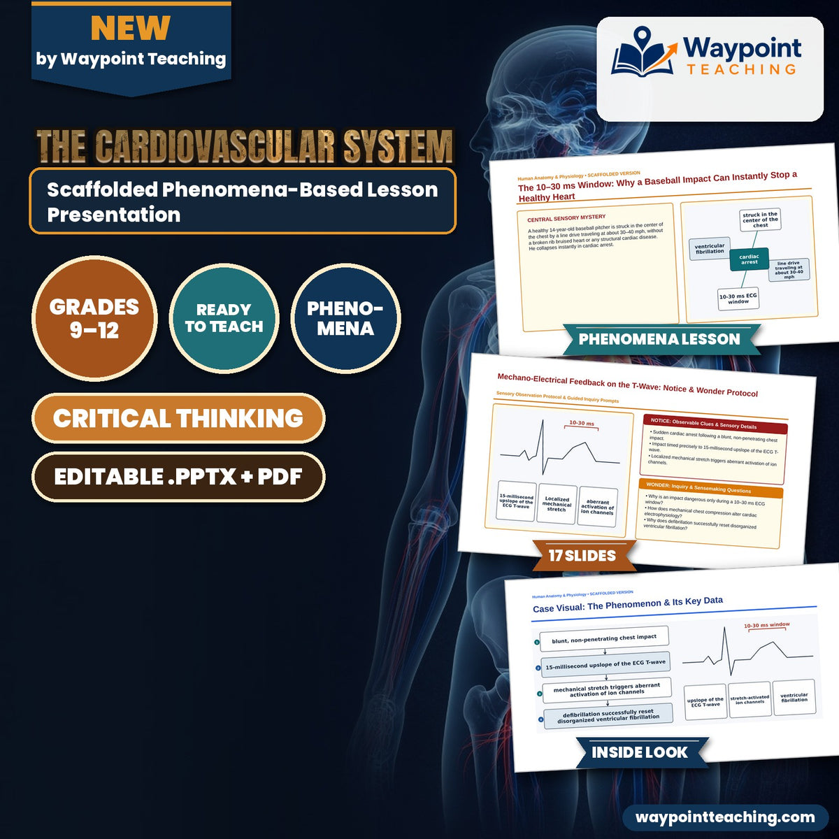 The Cardiovascular System Scaffolded Phenomena-Based Lesson: The 10–30 ms Window: Why a Baseball Impact Can Instantly Stop a Healthy Heart Presentation cover