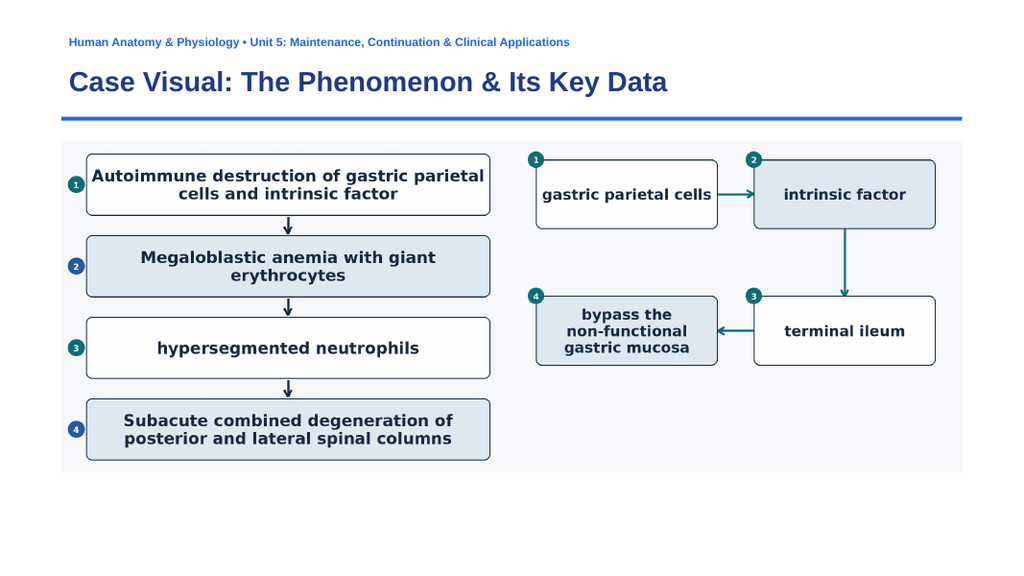 The Digestive System Phenomena-Based Lesson: The Silent Neuro-Hematological Crisis: Pernicious Anemia and Gastric Parietal Autoimmunity Presentation sample page