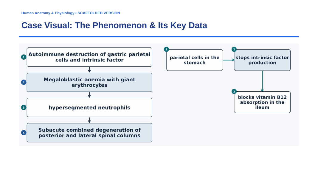 The Digestive System Scaffolded Phenomena-Based Lesson: The Silent Neuro-Hematological Crisis: Pernicious Anemia and Gastric Parietal Autoimmunity Presentation sample page