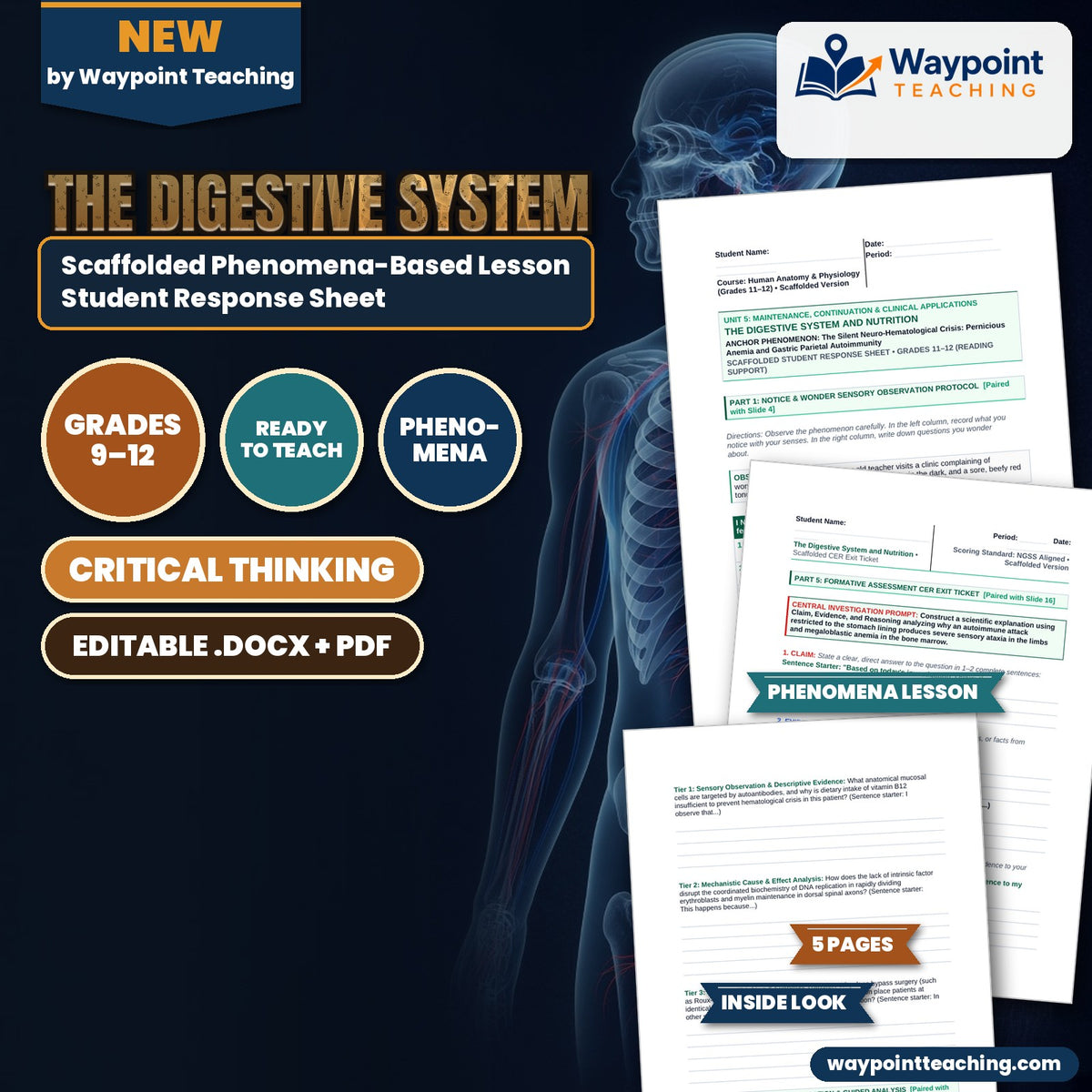 The Digestive System Scaffolded Phenomena-Based Lesson: The Silent Neuro-Hematological Crisis: Pernicious Anemia and Gastric Parietal Autoimmunity Student Response Sheet cover