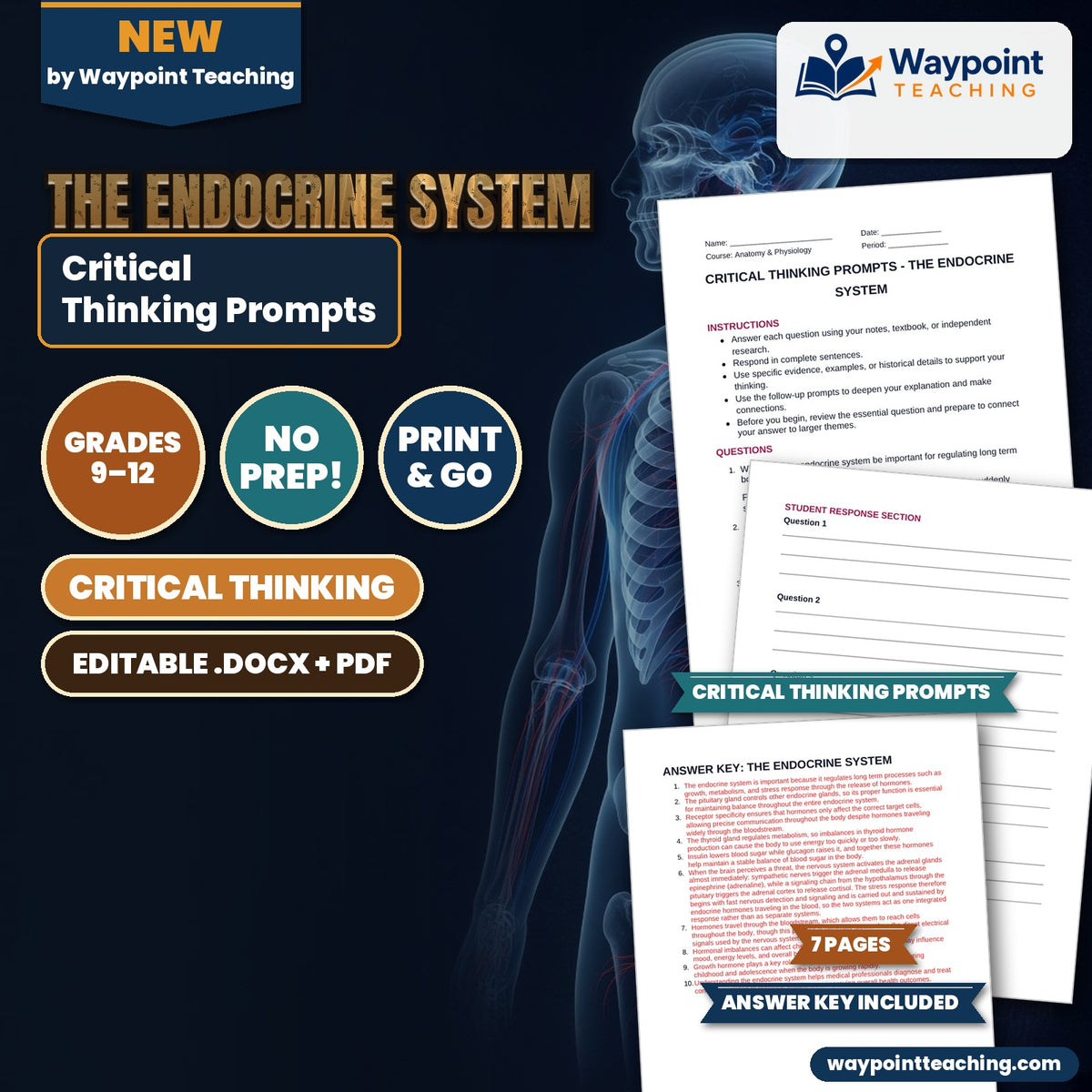 The Endocrine System Critical Thinking Prompts cover