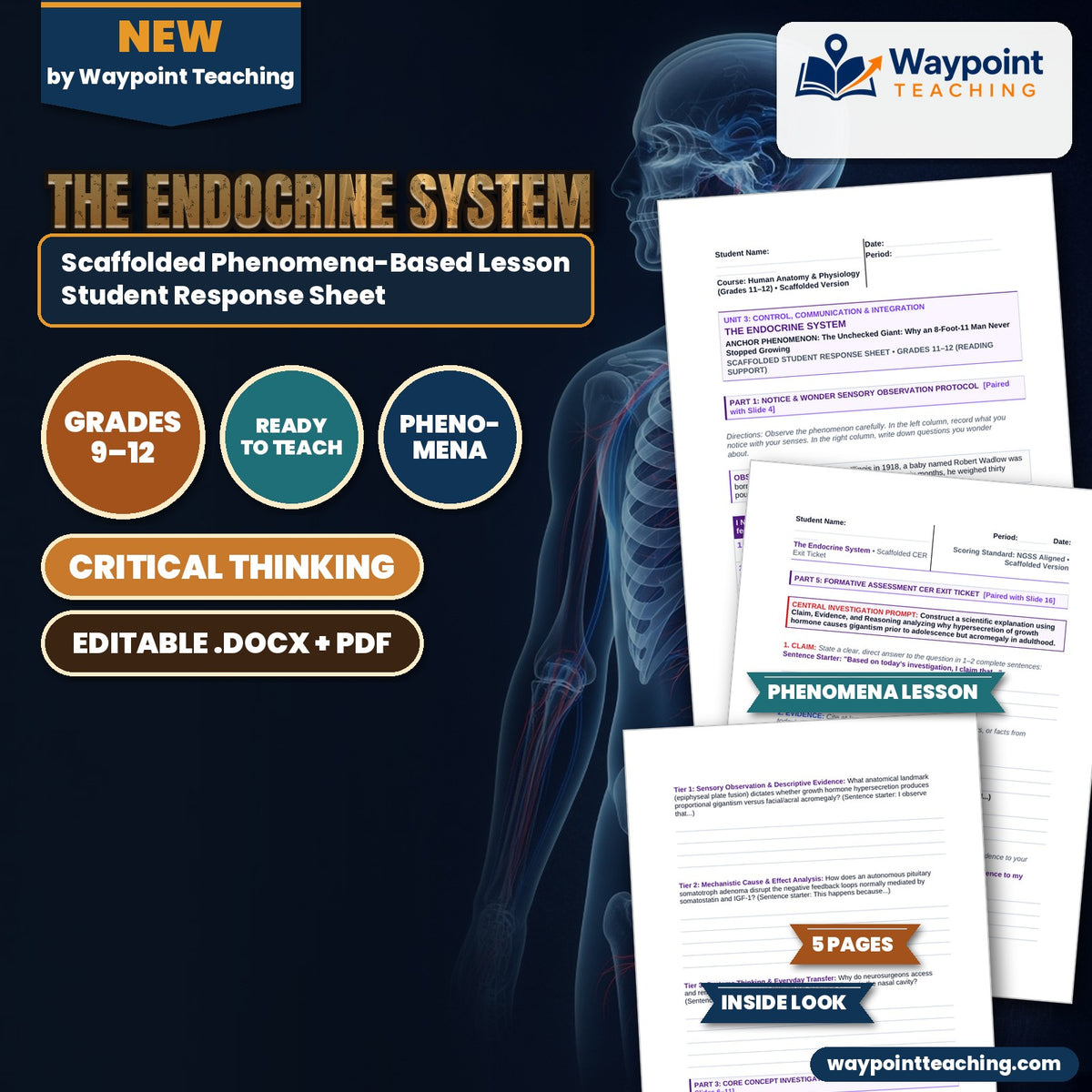 The Endocrine System Scaffolded Phenomena-Based Lesson: The Unchecked Giant: Why an 8-Foot-11 Man Never Stopped Growing Student Response Sheet cover