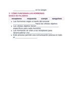 The Endocrine System Spanish Guided Notes sample page