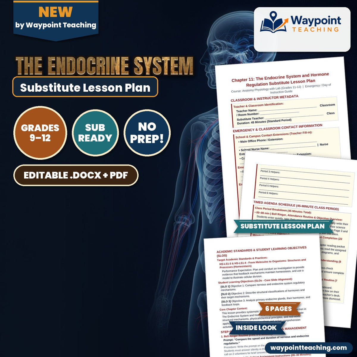 The Endocrine System Substitute Lesson Plan cover