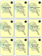 The Endocrine System Trivia Board Game sample page
