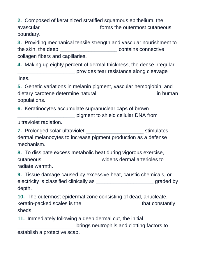 The Integumentary System Fill-in-the-Blank Vocabulary Worksheet sample page