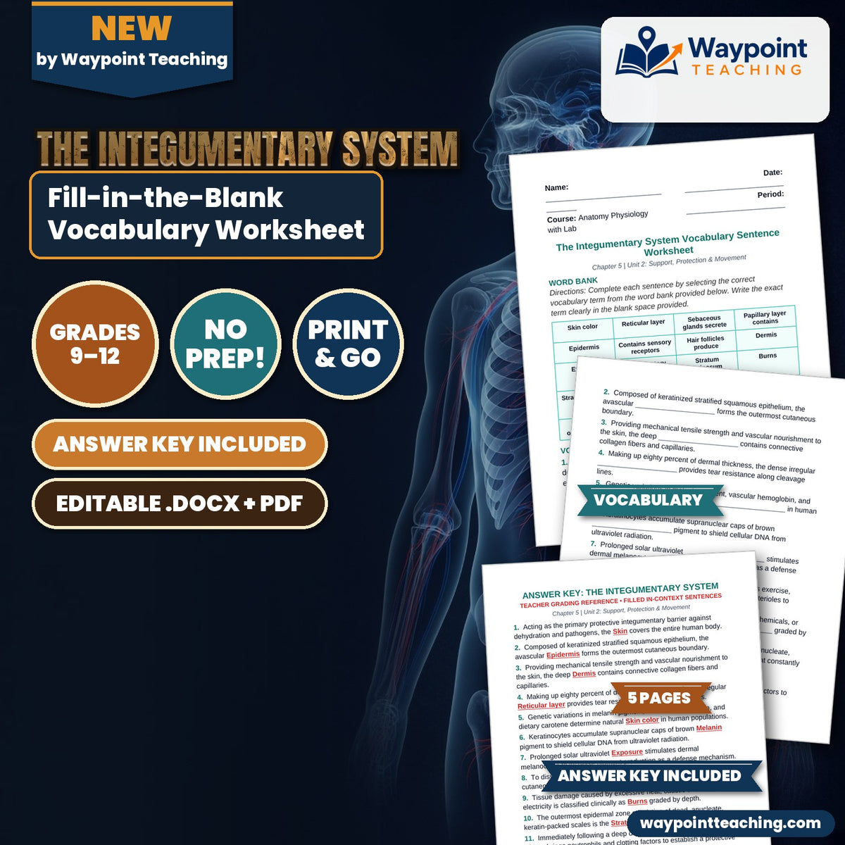 The Integumentary System Fill-in-the-Blank Vocabulary Worksheet cover