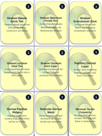 The Integumentary System Trivia Board Game sample page