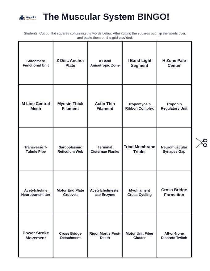 The Muscular System BINGO Review Game sample page