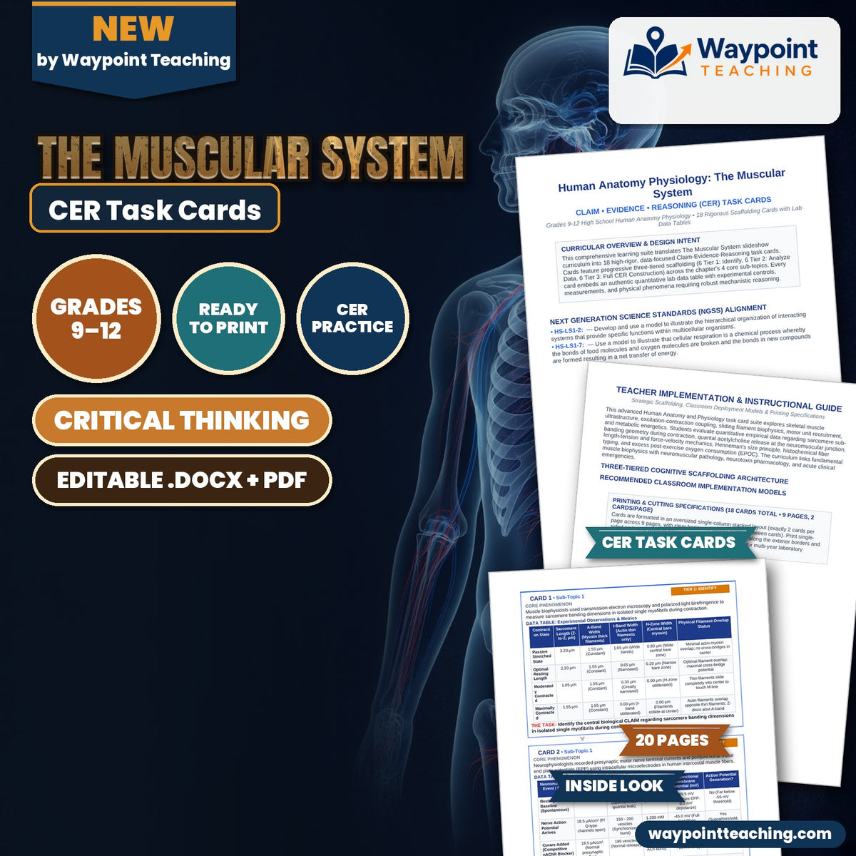 The Muscular System CER Task Cards cover