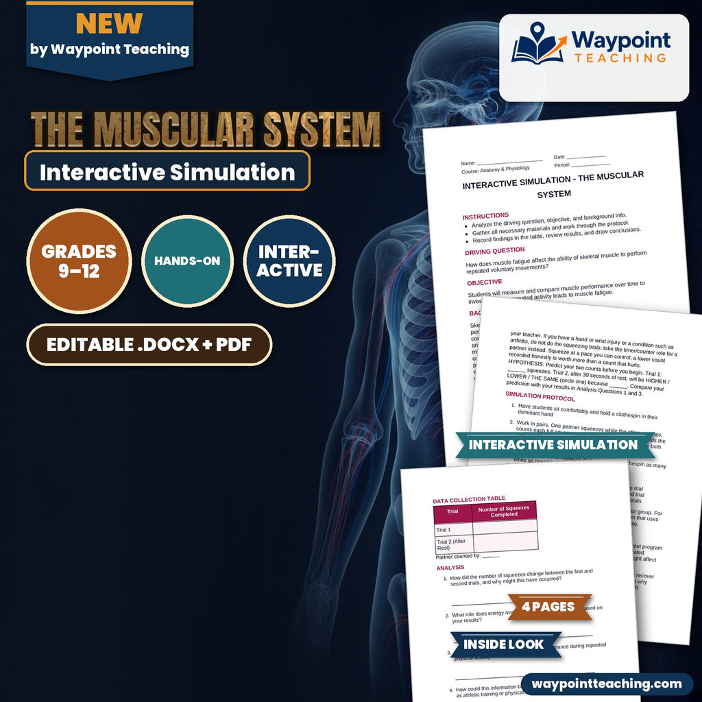 The Muscular System Interactive Simulation cover