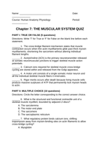 The Muscular System Lesson Quiz sample page