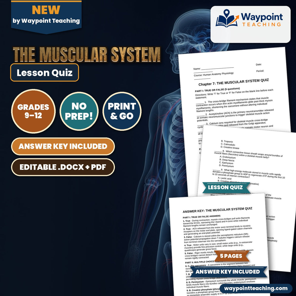 The Muscular System Lesson Quiz cover