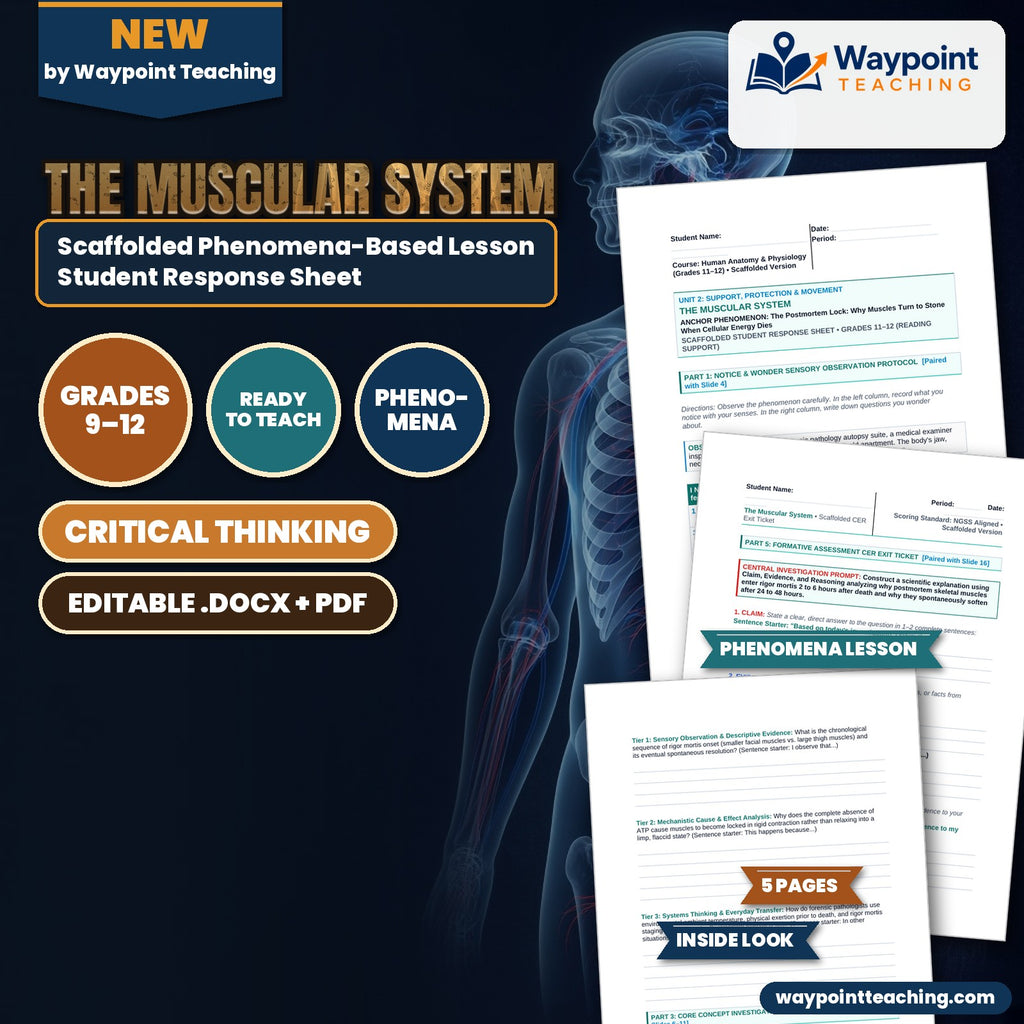 The Muscular System Scaffolded Phenomena-Based Lesson: The Postmortem Lock: Why Muscles Turn to Stone When Cellular Energy Dies Student Response Sheet cover