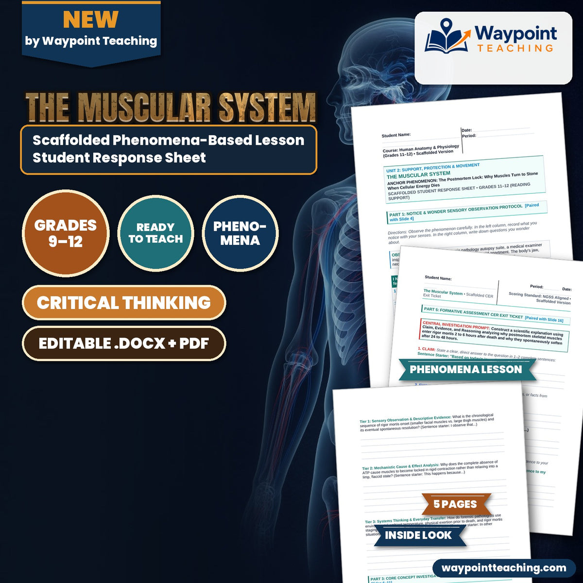 The Muscular System Scaffolded Phenomena-Based Lesson: The Postmortem Lock: Why Muscles Turn to Stone When Cellular Energy Dies Student Response Sheet cover