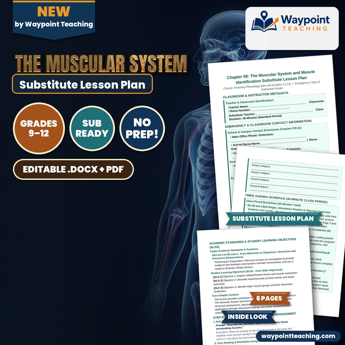The Muscular System Substitute Lesson Plan cover