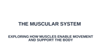 The Muscular System Substitute Slideshow & Teacher Guide sample page