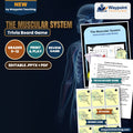 The Muscular System Trivia Board Game cover