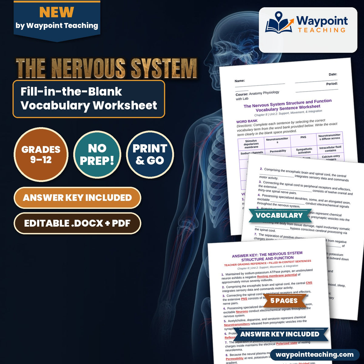 The Nervous System Fill-in-the-Blank Vocabulary Worksheet cover