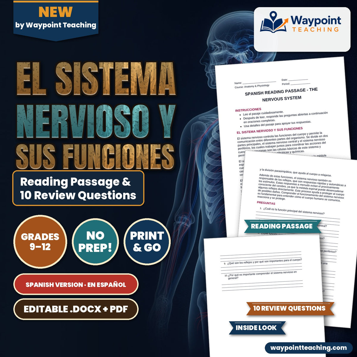 The Nervous System Spanish Reading Passage & Comprehension Questions cover