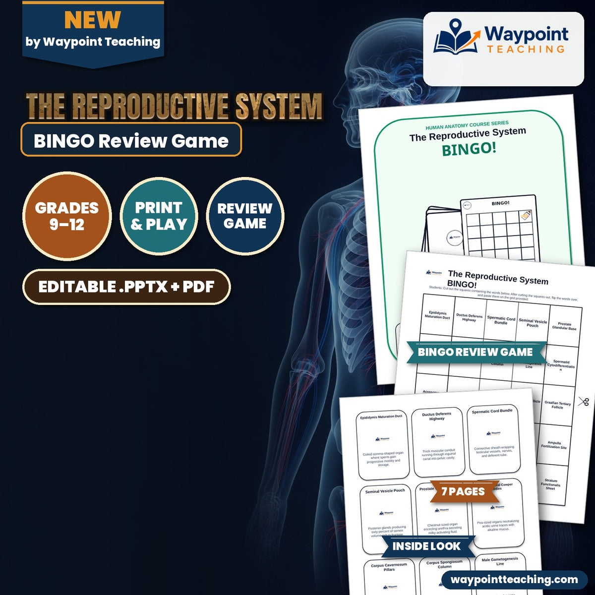 The Reproductive System BINGO Review Game cover
