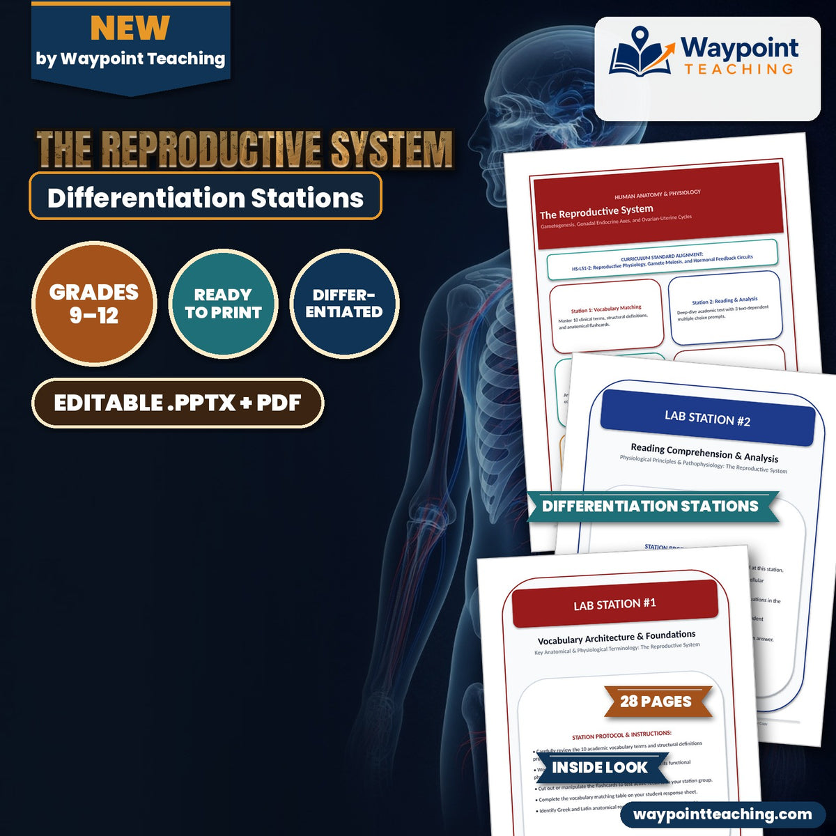The Reproductive System Differentiation Stations cover