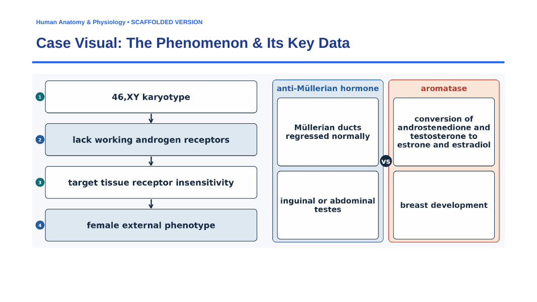 The Reproductive System Scaffolded Phenomena-Based Lesson: Phenotypic Divergence: Complete Androgen Insensitivity and Receptor Resistance Presentation sample page