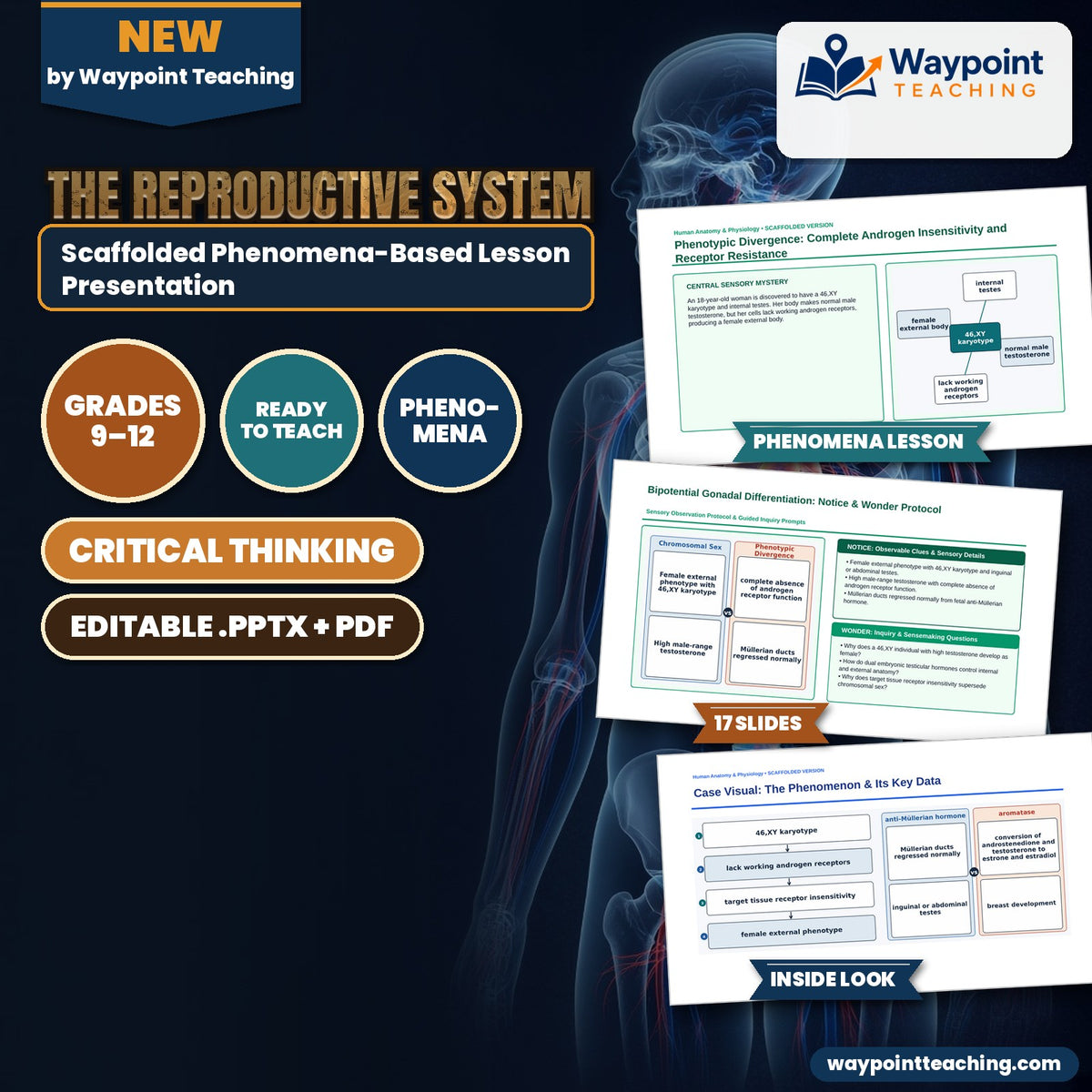 The Reproductive System Scaffolded Phenomena-Based Lesson: Phenotypic Divergence: Complete Androgen Insensitivity and Receptor Resistance Presentation cover