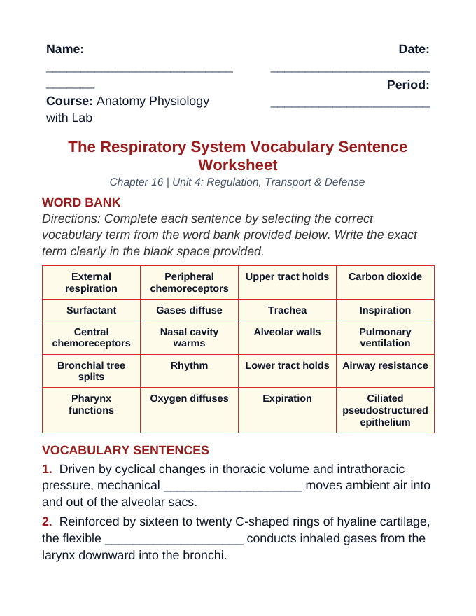 The Respiratory System Fill-in-the-Blank Vocabulary Worksheet sample page