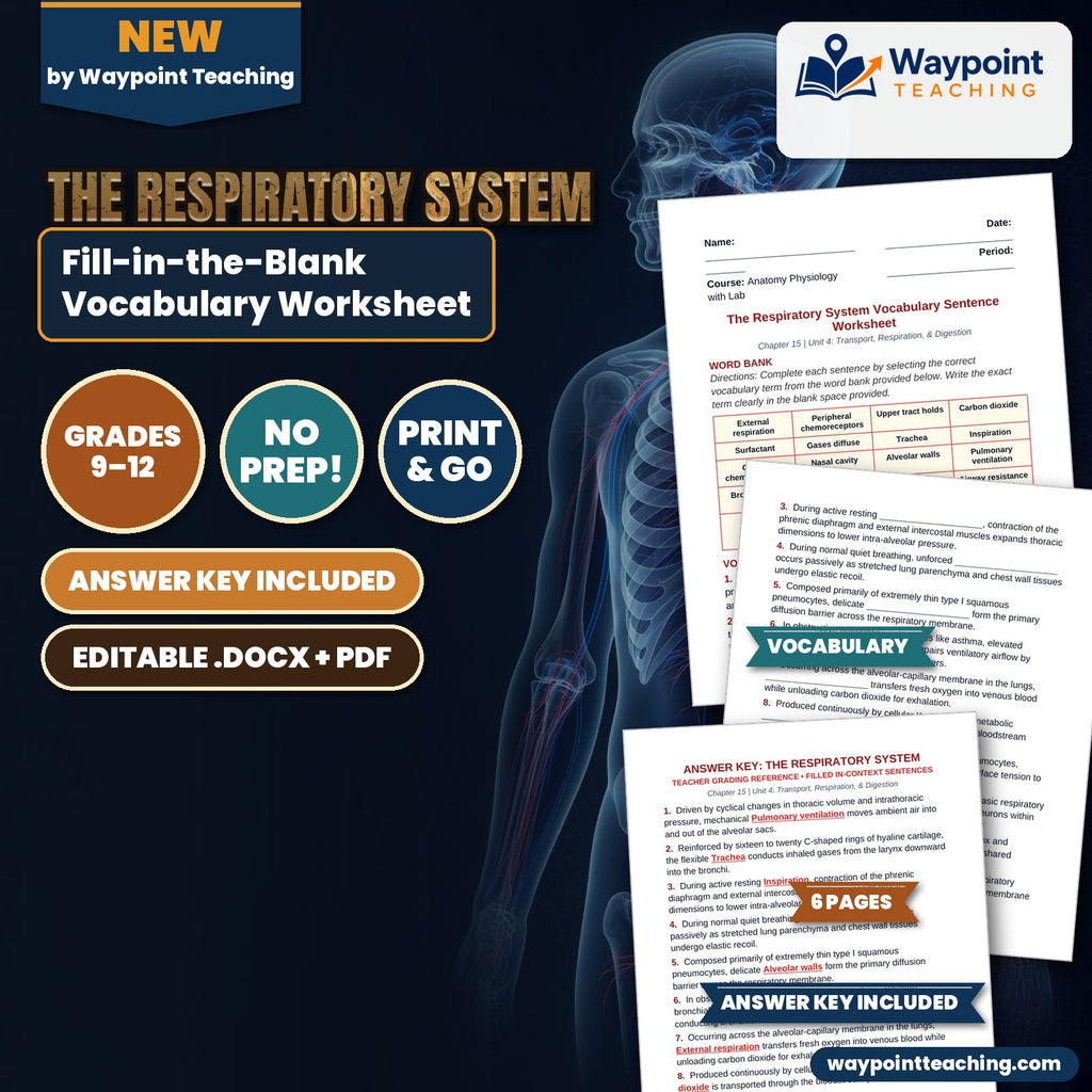 The Respiratory System Fill-in-the-Blank Vocabulary Worksheet cover