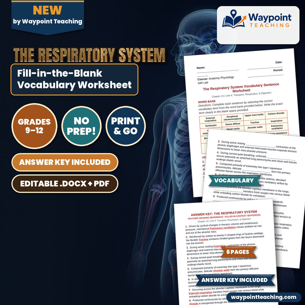 The Respiratory System Fill-in-the-Blank Vocabulary Worksheet cover