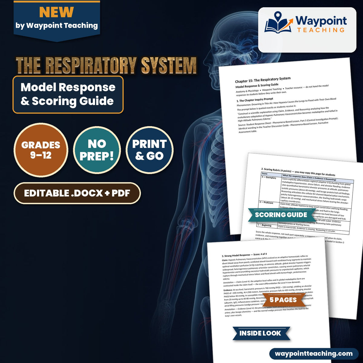 The Respiratory System Model Response & Scoring Guide cover