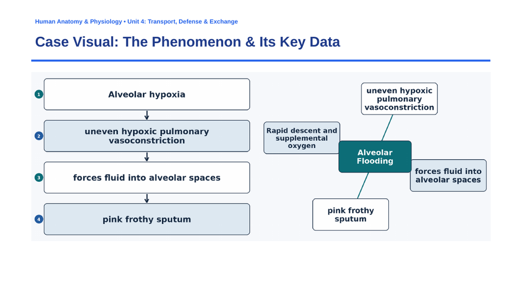The Respiratory System Phenomena-Based Lesson: Drowning in Thin Air: How Hypoxia Causes the Lungs to Flood with Their Own Blood Presentation sample page