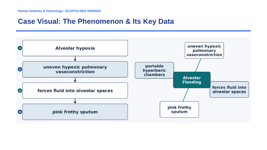 The Respiratory System Scaffolded Phenomena-Based Lesson: Drowning in Thin Air: How Hypoxia Causes the Lungs to Flood with Their Own Blood Presentation sample page