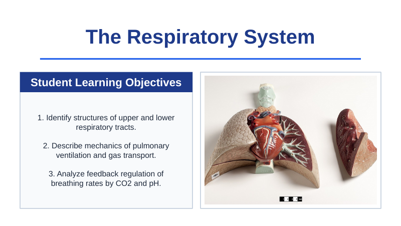 The Respiratory System Slide Show Presentation sample page