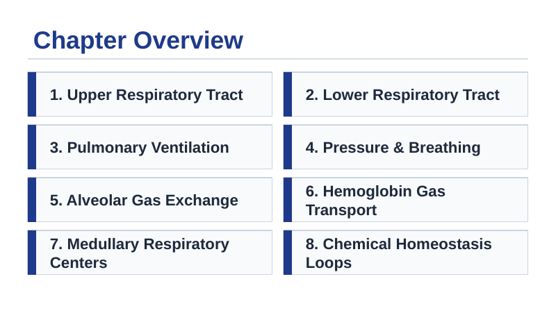 The Respiratory System Slide Show Presentation sample page
