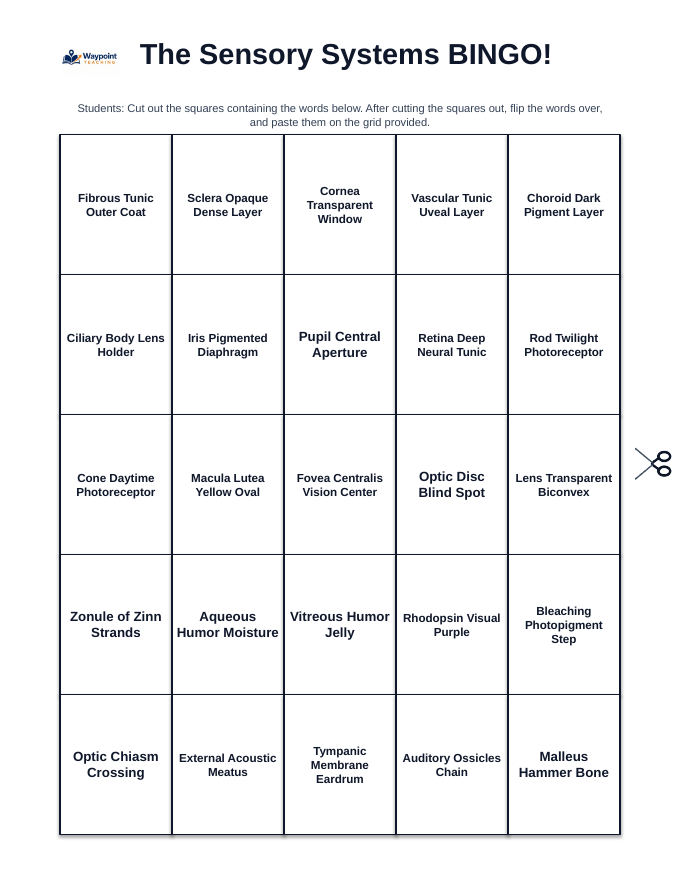 The Sensory Systems BINGO Review Game sample page