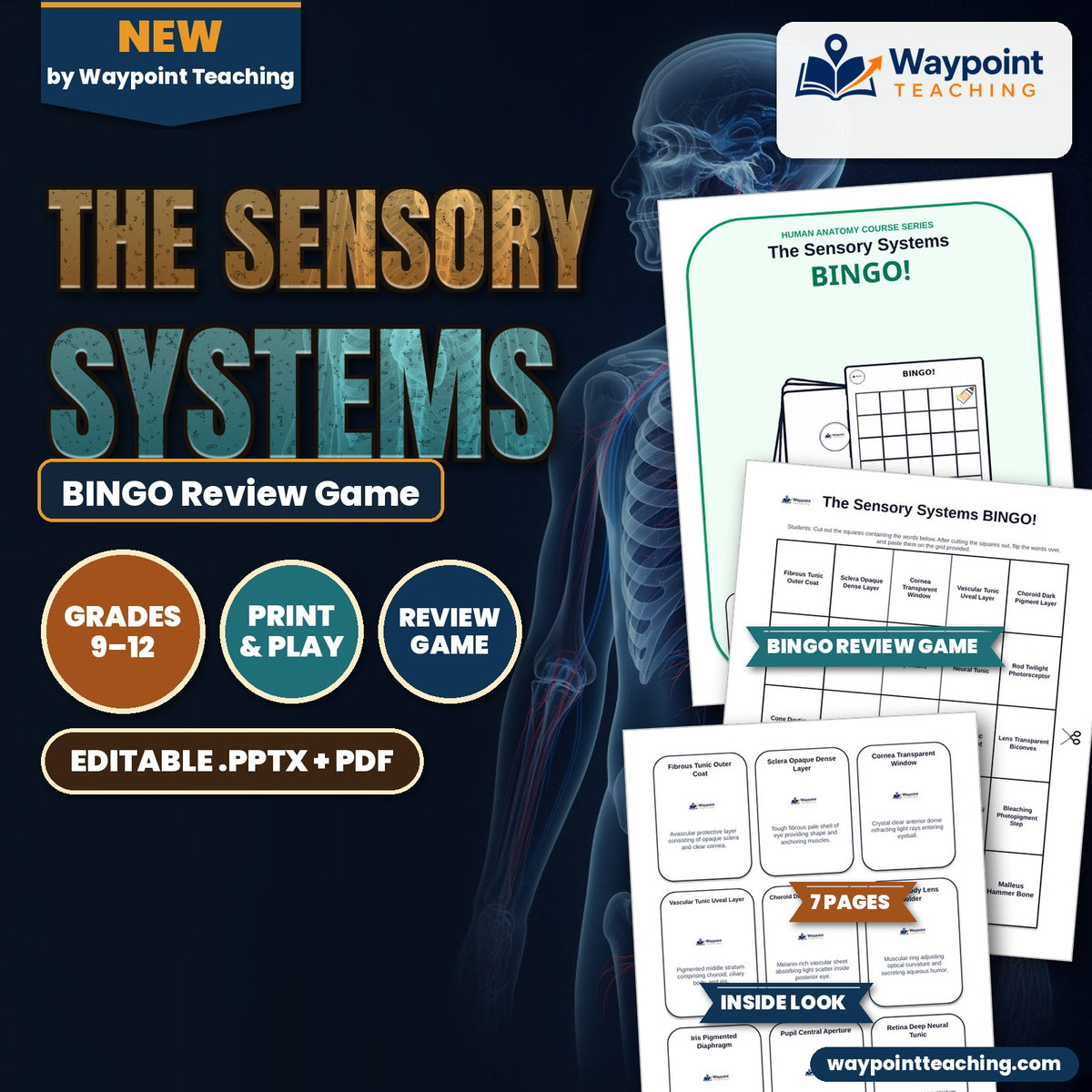 The Sensory Systems BINGO Review Game cover