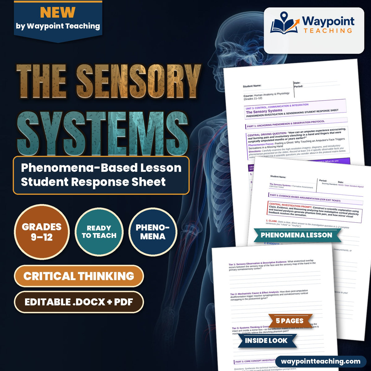 The Sensory Systems Phenomena-Based Lesson: Feeling a Ghost: Why Touching an Amputee's Face Triggers Sensations in a Missing Hand Student Response Sheet cover