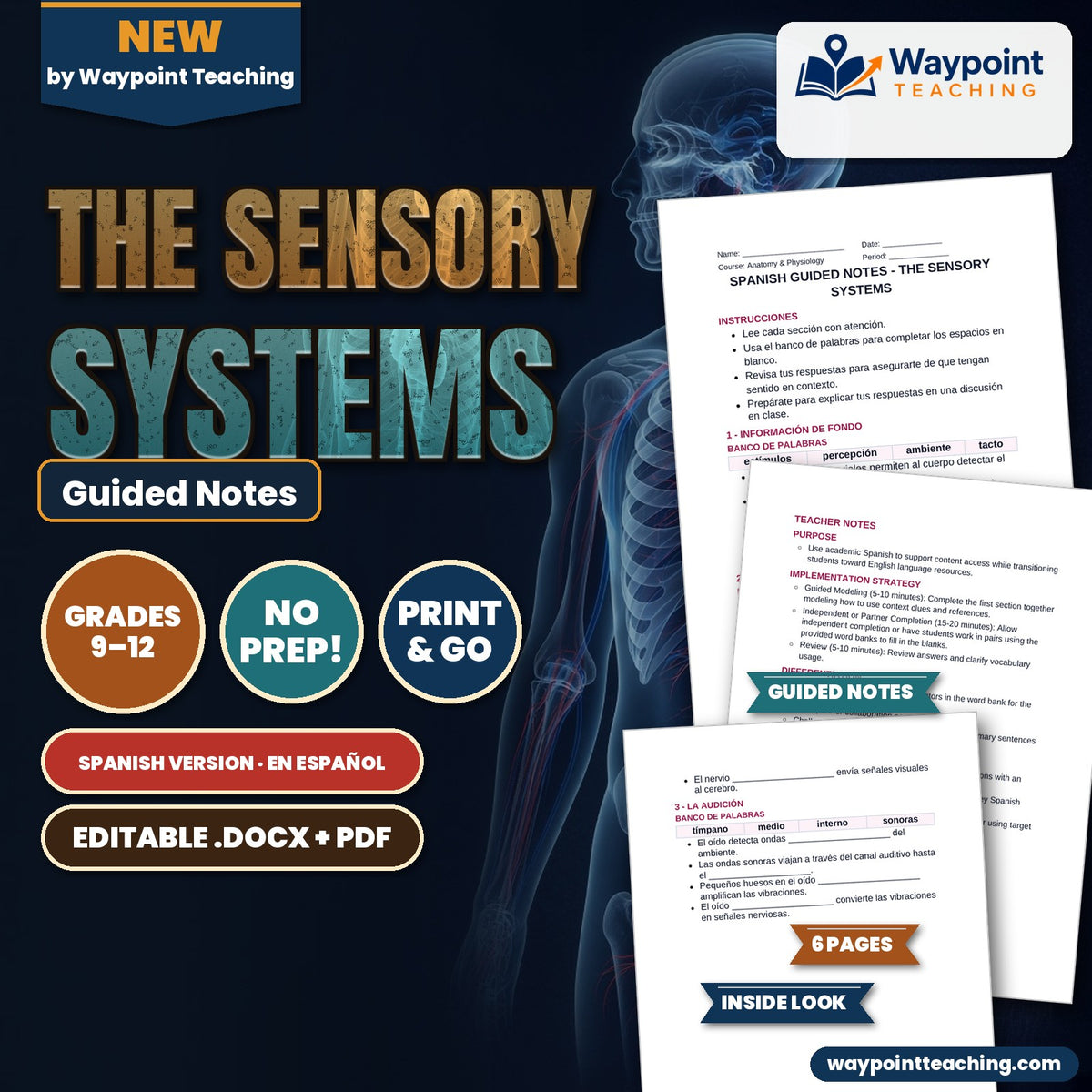 The Sensory Systems Spanish Guided Notes cover