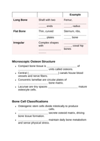 The Skeletal System Guided Notes sample page