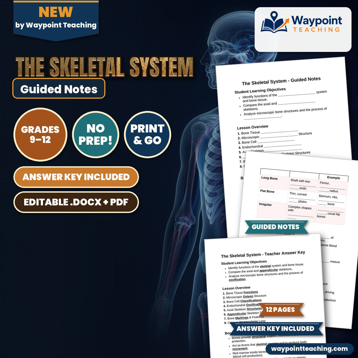 The Skeletal System Guided Notes cover