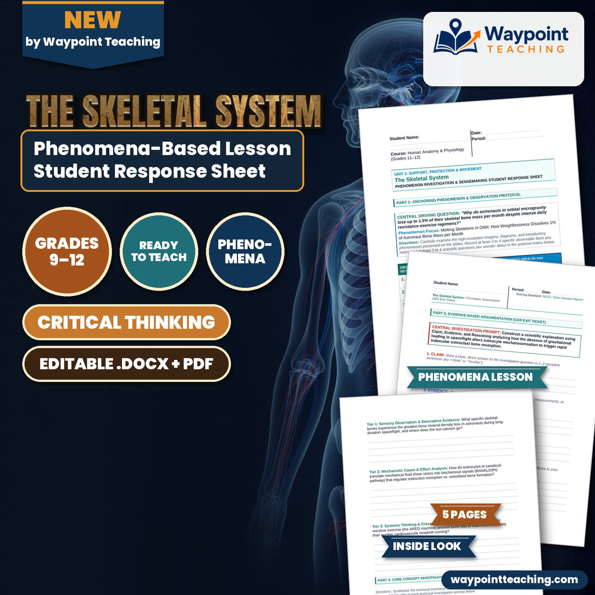 The Skeletal System Phenomena-Based Lesson: Melting Skeletons in Orbit: How Weightlessness Dissolves 1% of Astronaut Bone Mass per Month Student Response Sheet cover