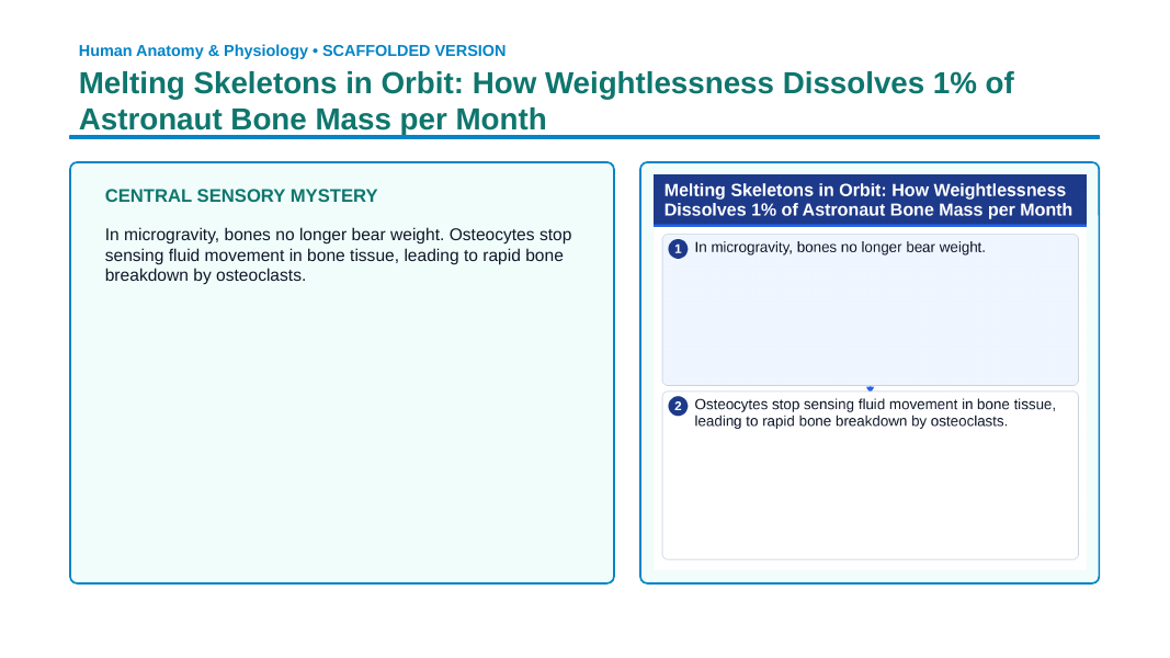 The Skeletal System Scaffolded Phenomena-Based Lesson: Melting Skeletons in Orbit: How Weightlessness Dissolves 1% of Astronaut Bone Mass per Month Presentation sample page