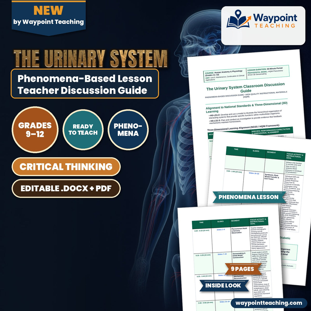 The Urinary System Phenomena-Based Lesson: Glomerular Breakdown: Diabetic Hyperfiltration and Podocyte Slit Effacement Teacher Discussion Guide cover