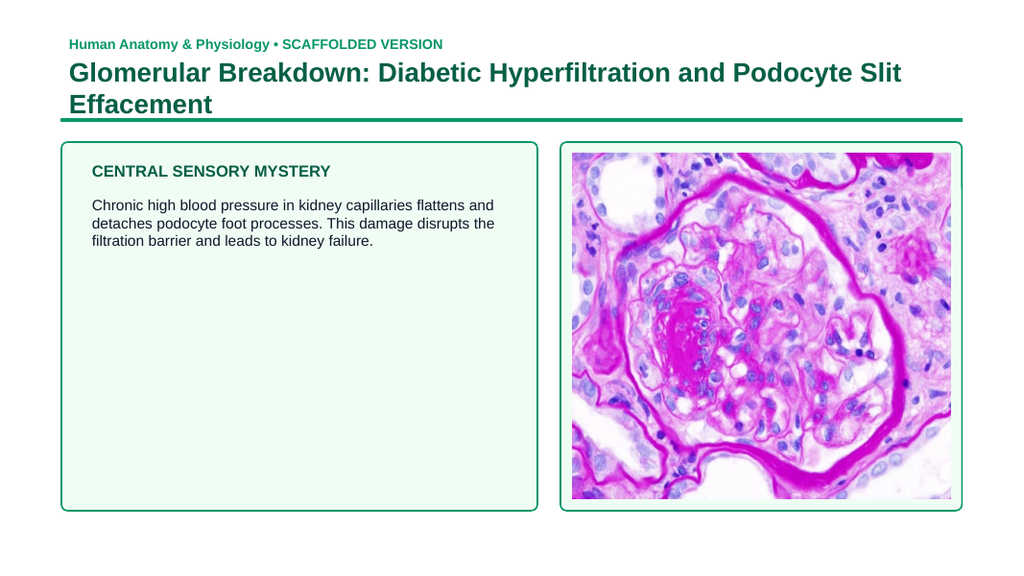 The Urinary System Scaffolded Phenomena-Based Lesson: Glomerular Breakdown: Diabetic Hyperfiltration and Podocyte Slit Effacement Presentation sample page